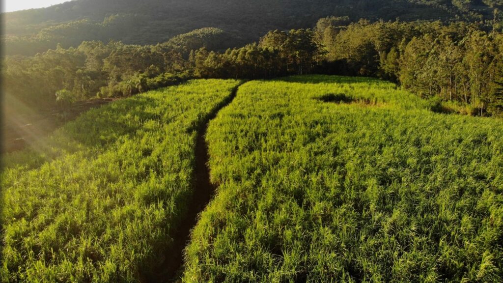 Canaviais orgânicos da Weber Haus em Ivoti, Rio Grande do Sul