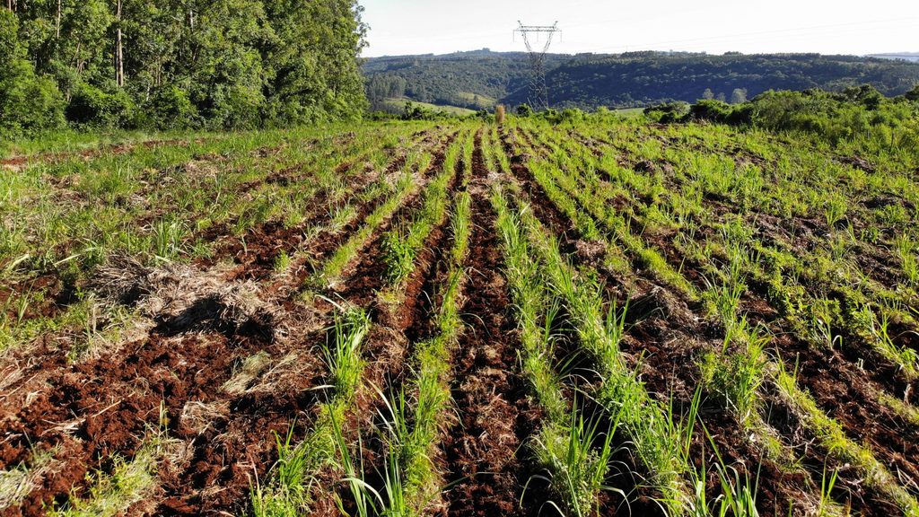 Como é feita a cachaça Weber Haus no canavial de cana-de-açúcar orgânica