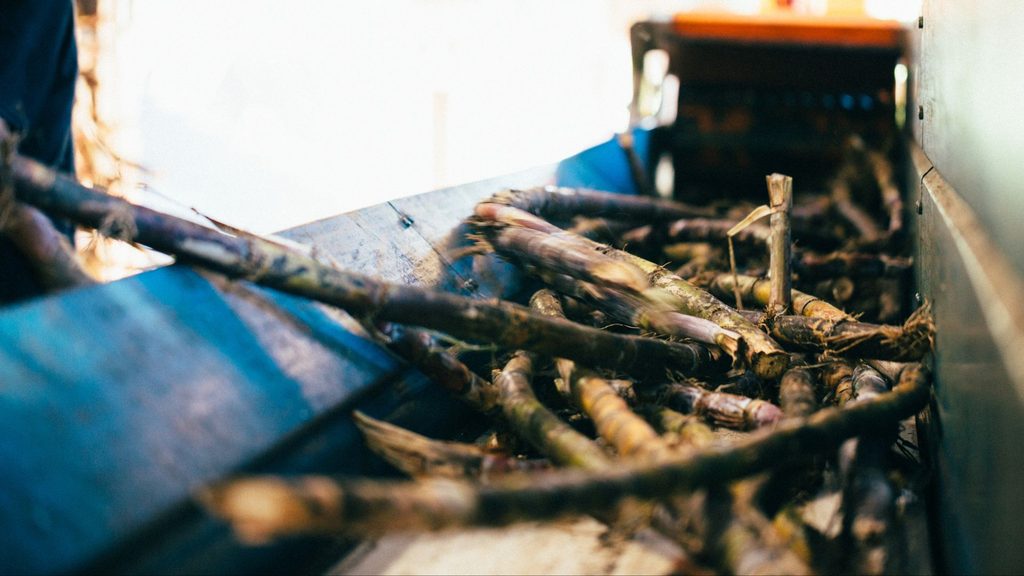 Moagem da cana no processo de como é feita a cachaça Weber Haus